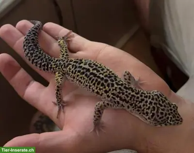 Junge Leopardgeckos