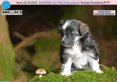 Chinese Crested BONFIRE von Villa Hühnerbunt