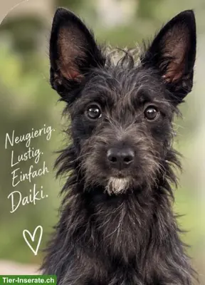 Xoloitzcuintle Rüde Daiki sucht besondere Menschen