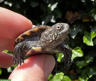 Europäische Sumpfschildkröte, Emys orbicularis zu verkaufen