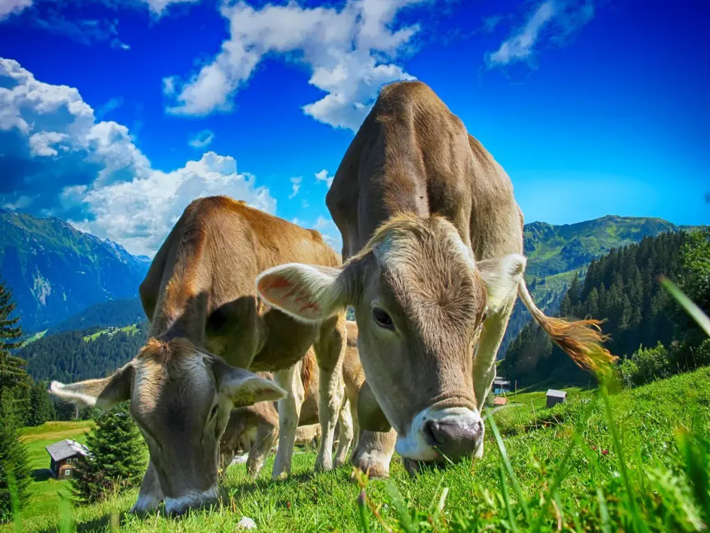 Mensch & Tierbehandlungen