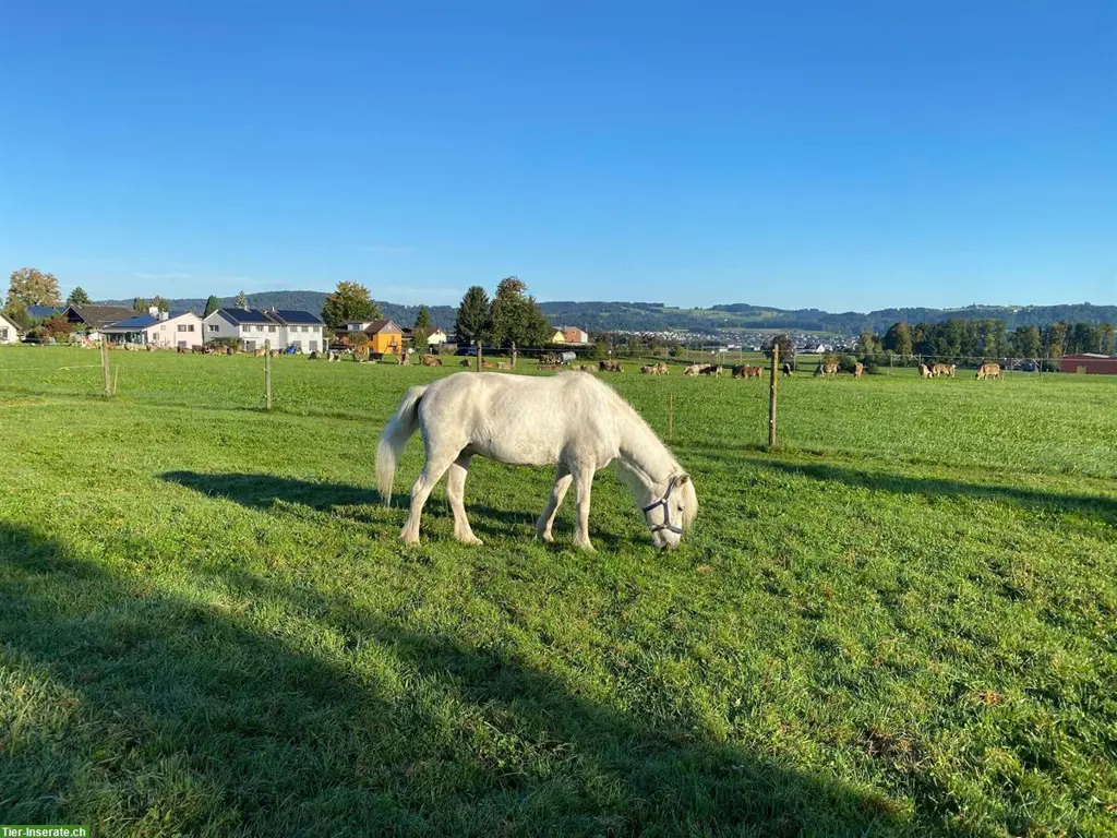 Haus mit Pferdestall gesucht in Niederwil, Flawil oder Uzwil SG