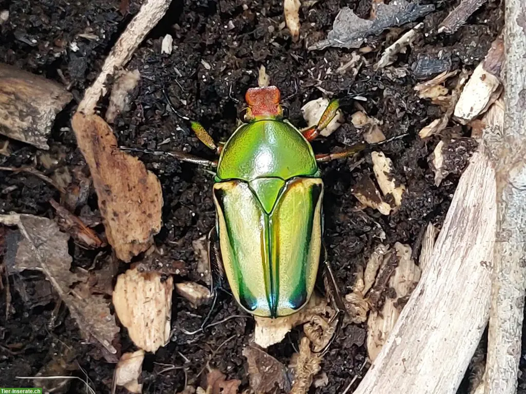 Eudicella hornimani Käfer zu verkaufen