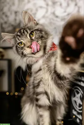 Lieber Maine Coon Deckkater sucht passende Kätzin