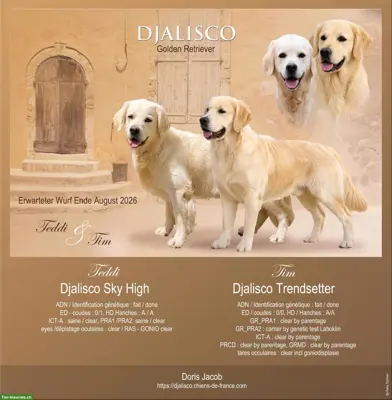Reinrassige FCI Golden Retriever Welpen