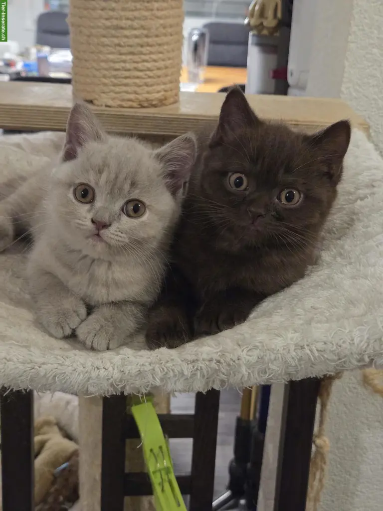Rassenreine BKH-Kitten, Schmusebärchen suchen dich