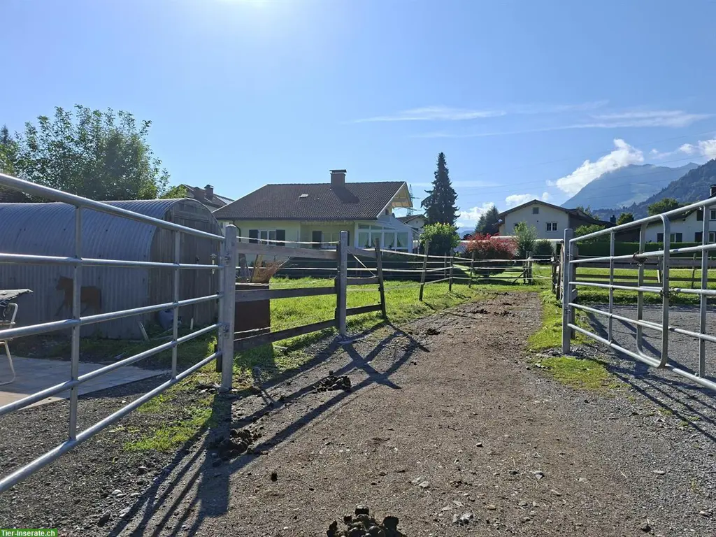 Offenstallplatz frei für Wallache in Frastanz, Österreich