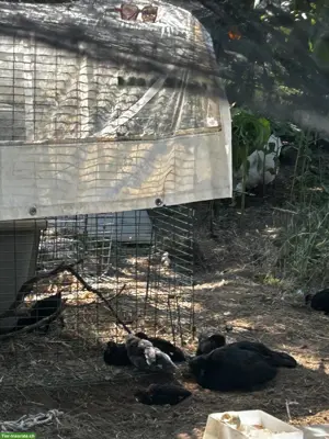 Ayam Cemani x Wyandotte Mix Chicks