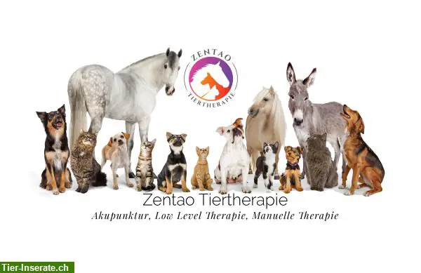 Akupunktur für Pferde, Hunde Katzen