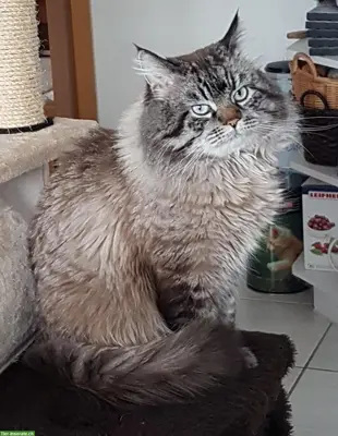Ragdoll Deckkater Seal Lynx Colourpoint, reinrassig