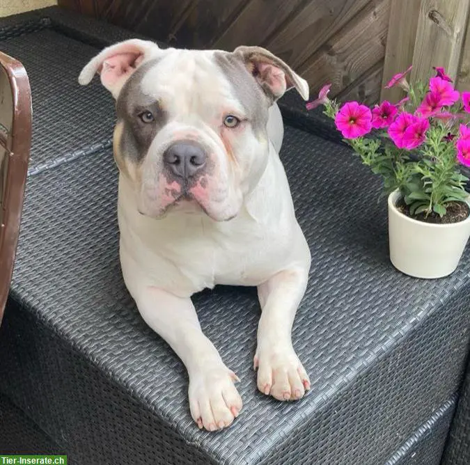 Old English Bulldog Deckrüde