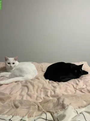 2 wunderschöne Katzen, 2- und 3-jährig