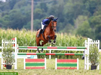 Reitstunden Grundausbildung, Springtrainings, Dressurlektionen
