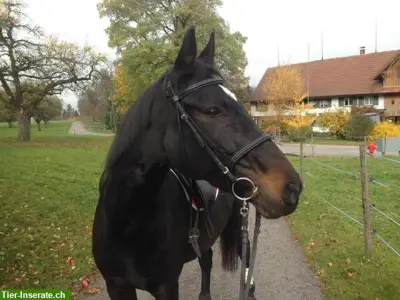 Reitbeteiligung und/oder Reitbegleitung gesucht - 8586 Erlen TG