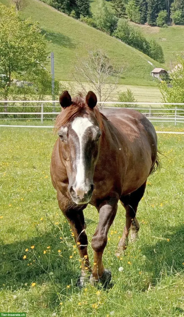 Quarter Horse Wallach, 25-jährig