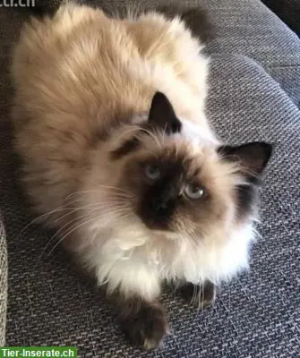 Zuverlässige Katzenbetreuung, Raum Wohlen AG, Lenzburg, Muri