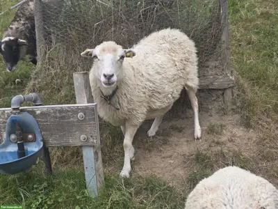 2 Skudden Auen zu verkaufen, Herdebuch-Zuchttiere
