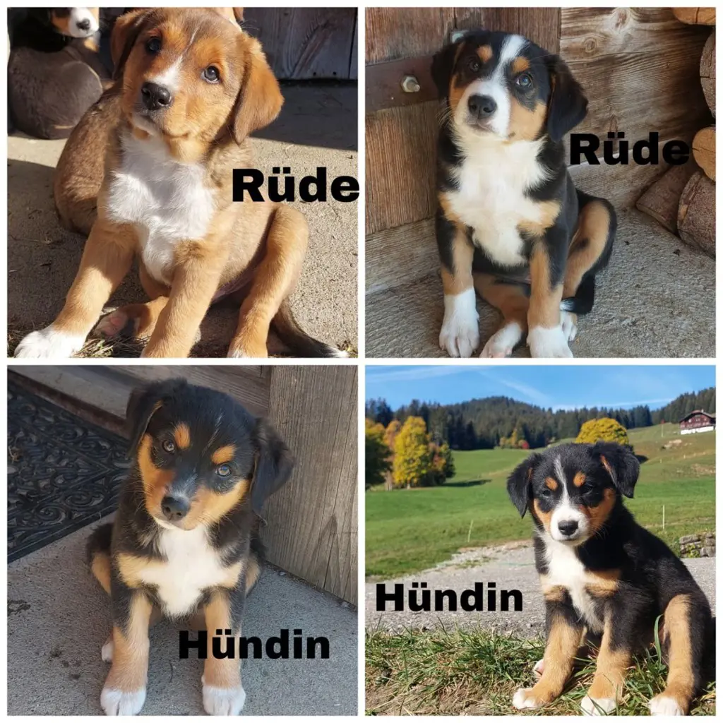 7f5d2da1-0f83-416c-aee9-2065436d5e5e-hundewelpen.jpg