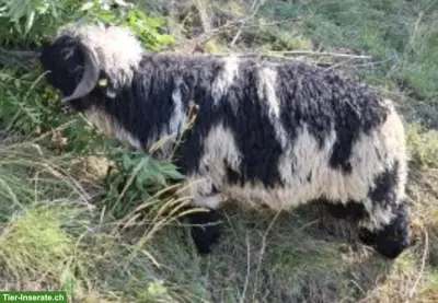 Spitti Walliser Schwarznasenschaf Widder zu verkaufen