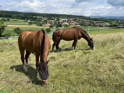 Pferde Auslaufbox zu vermieten im Berner Seeland
