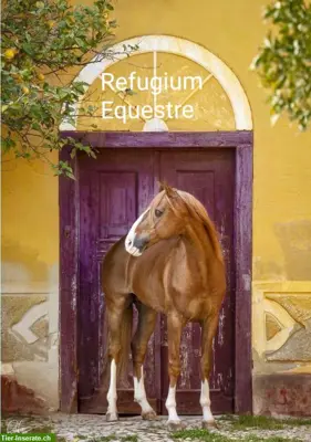 Reitersitz verbessern, dem Pferd zuliebe...