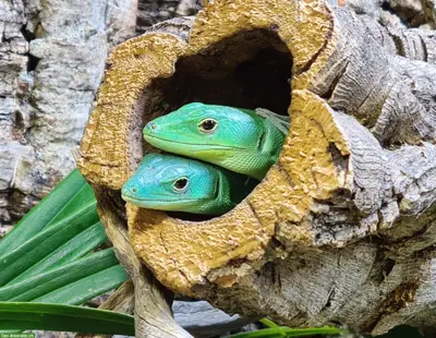 Gastropholis prasina (Zuchtpaar) zu verkaufen
