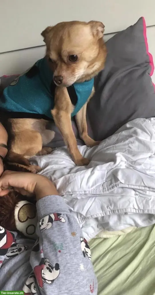 Reinrassiger Chihuahua Welpe GESUCHT