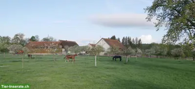 Zwei Auslaufboxen frei in Rodersdorf🐴🌿