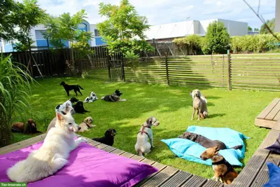 Hundebetreuung in Unter-Engstringen, Schlieren und Höngg