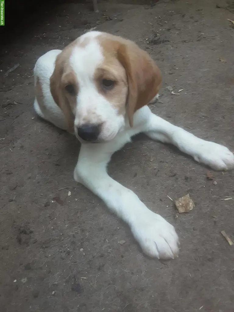 Englisch Springerspaniel x Bernersennen WELPEN aus CH-Zucht