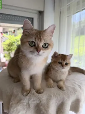 Britische goldene Chinchilla Kitten und Katzenmutter