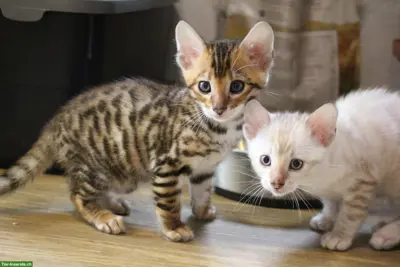 Reinrassige Toyger Kitten zu verkaufen