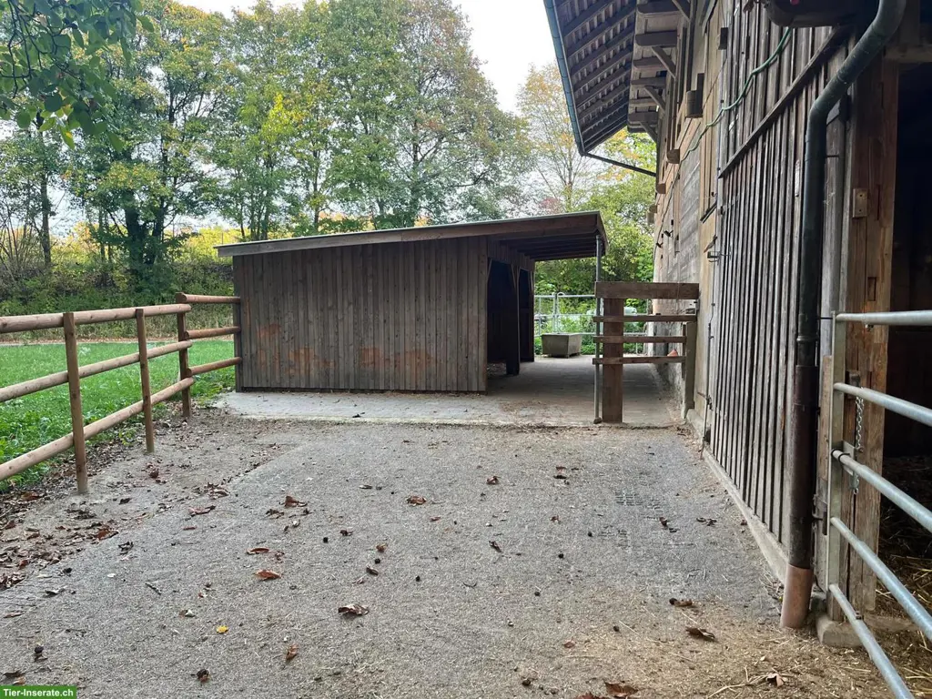 Auslaufboxe oder Offenstall in Allmendingen bei Bern