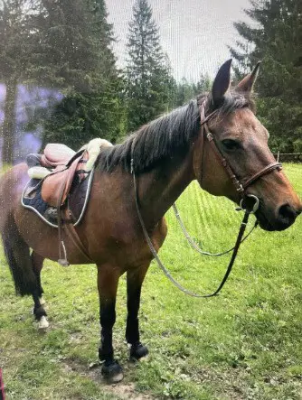 Liebevolle Reitbeteiligung gesucht