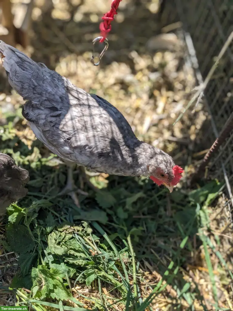 🐓 Wunderschöne Junghähne ABZUGEBEN 🐓