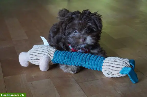 Suche Dogsharing Partner für Bolonka