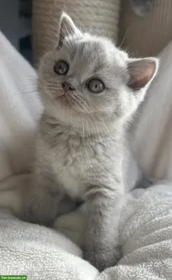 Wunderschöne BKH Britisch Kurzhaar Kitten mit Stammbaum