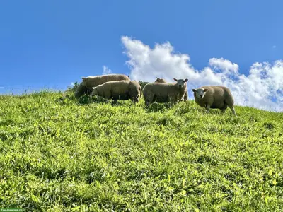 Deutscher Texel-Widder und Lämmer zu verkaufen