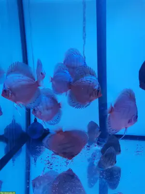 Blue Diamond und Blue Kobalt Diskusfische