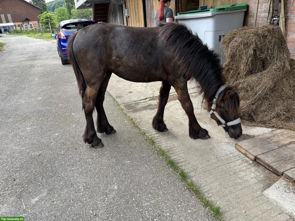 Fellpony 1,2 jährig