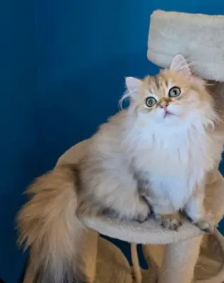 Britisch Golden BLH Kitten suchen liebevolles Zuhause