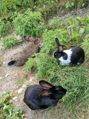 Weibliche Kaninchen suchen gute Lebensplätze 🐰🐇🐰