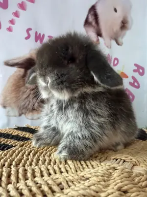 Junge Mini Lops Geimpft und Entwurmt