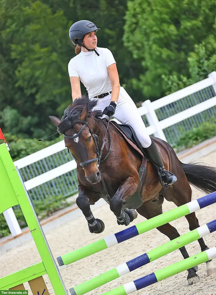 Biete Reitbeteiligung auf einem Connemara-Pony im Aargau