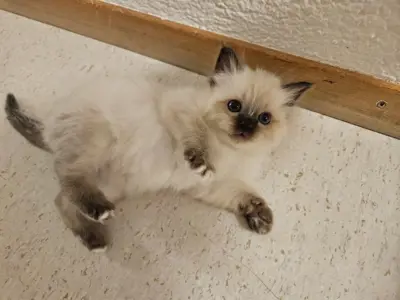 Junge Heilige Birma Kitten