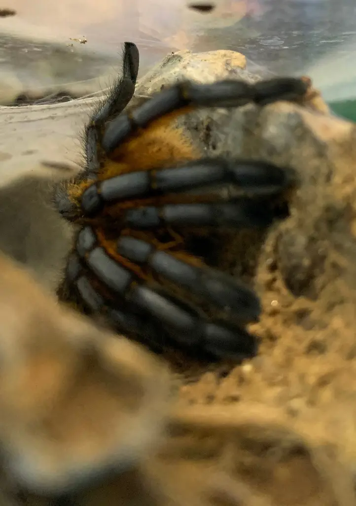 18082760-d225-4106-bee7-4080dce102e0-A-pulchripes (6).jpg