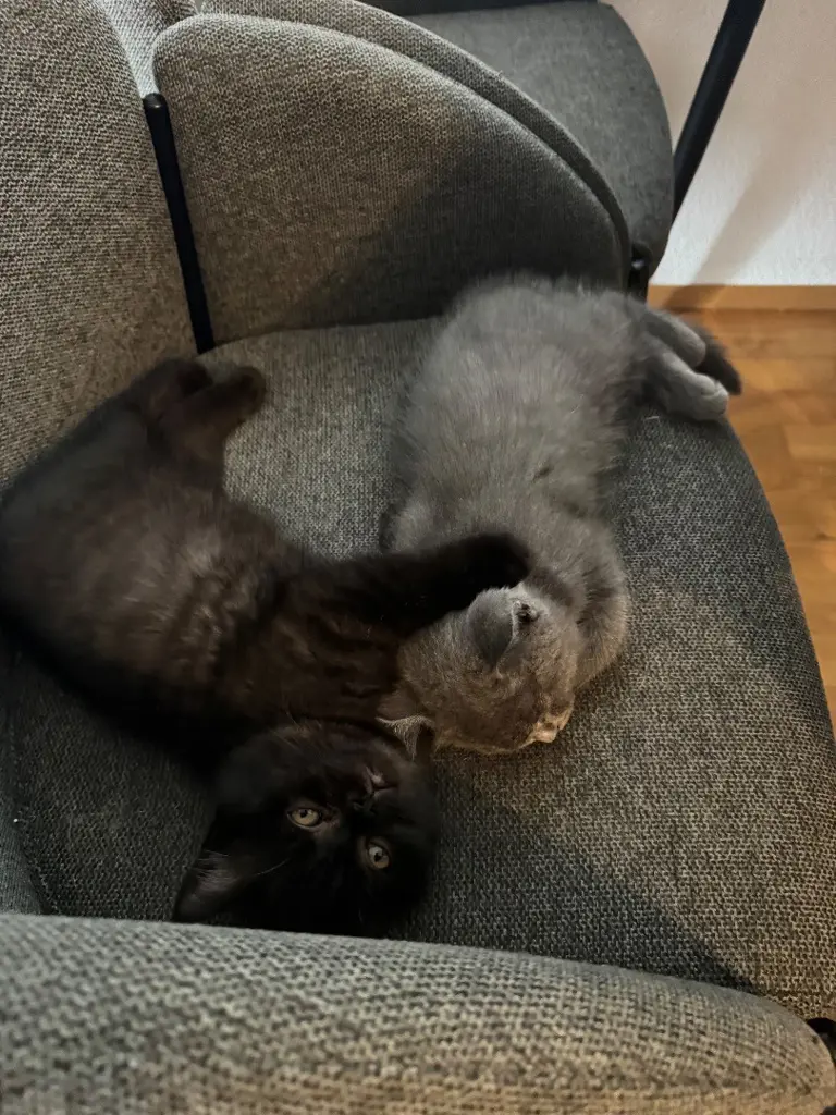 Britisch Kurzhaar Kitten