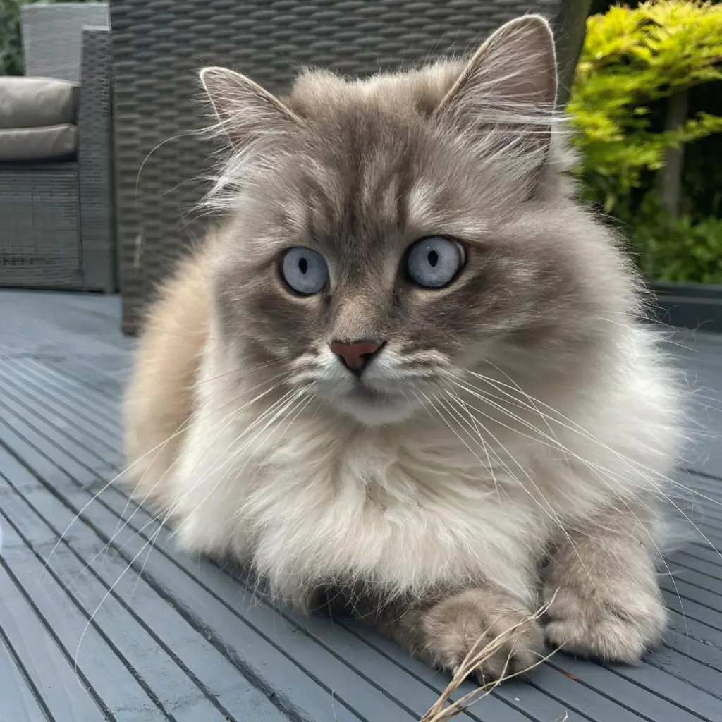 ed794da0-f52b-429b-a5ce-80490eb12bfc-Ragdoll cats (12).jpg