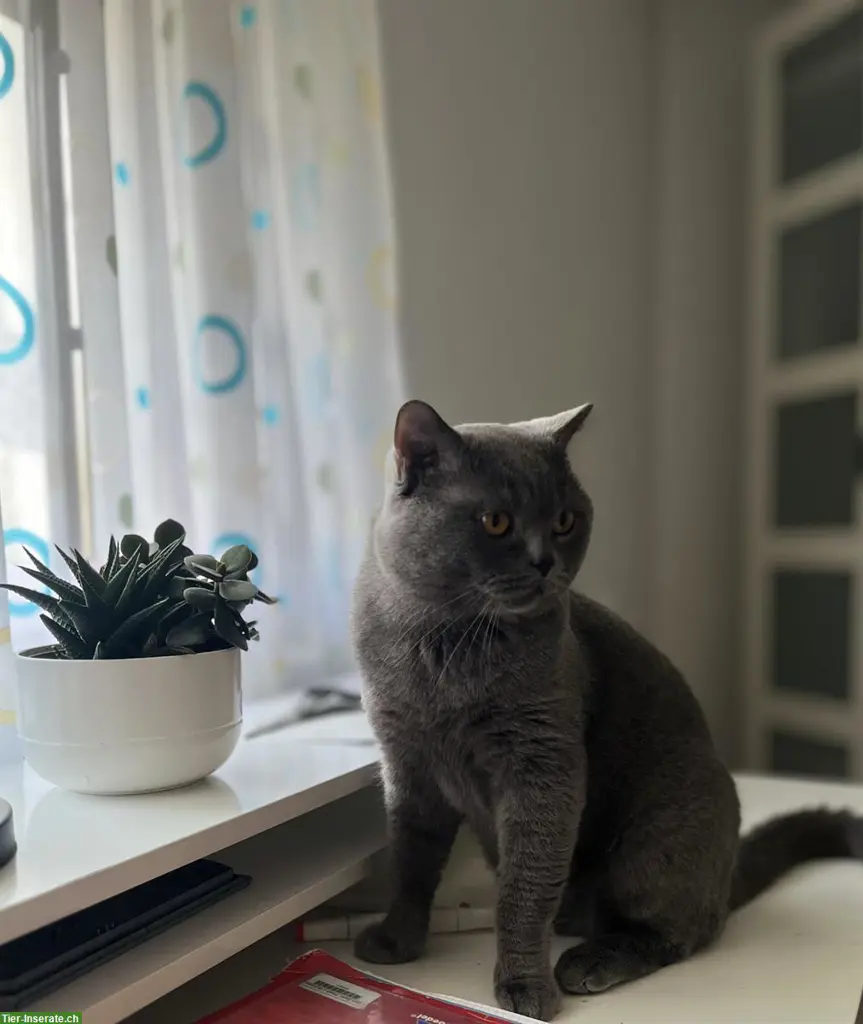 Deckkater BKH, reinrassig, nicht zum Verkaufen!