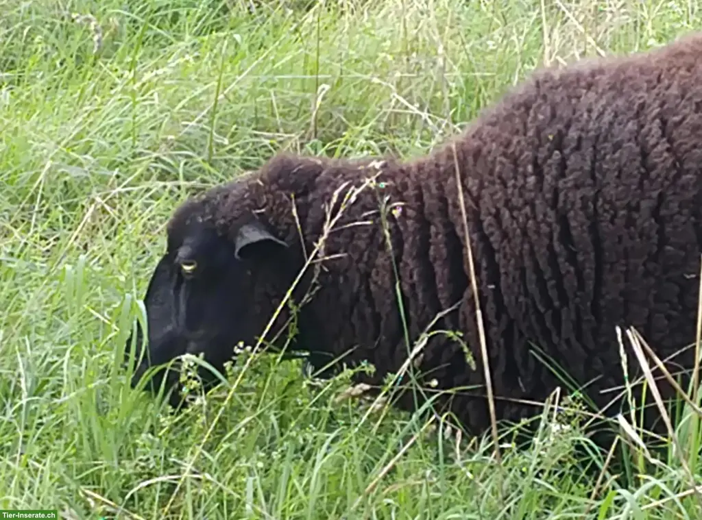 Kastrierter Milchschafbock-Mischling zu verkaufen